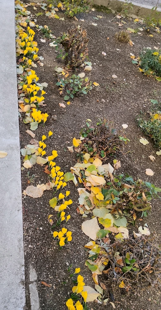 Качено от Geri