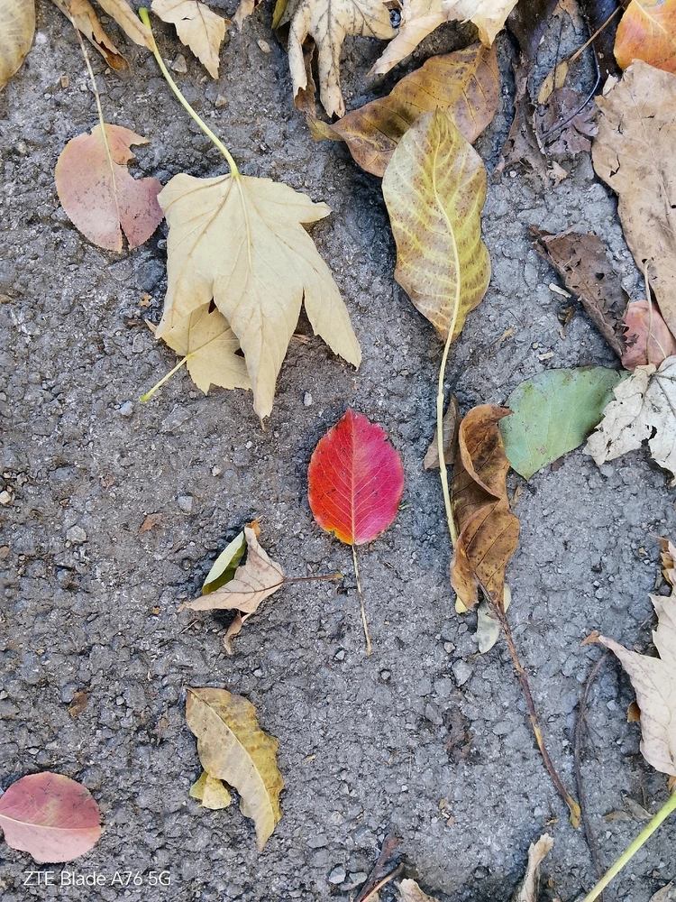 Качено от Geri