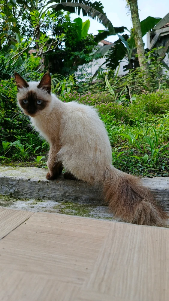 My Siamese cat