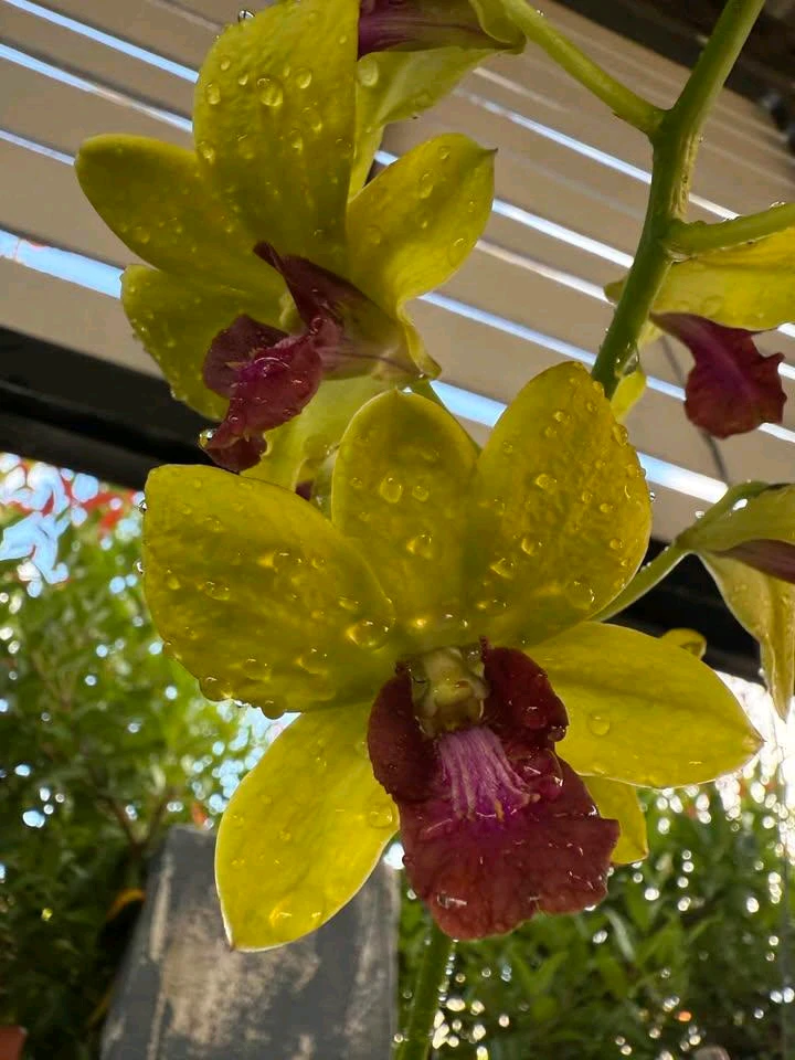 "Where flowers 🌹🌻🌼 bloom so does hope 🌿."