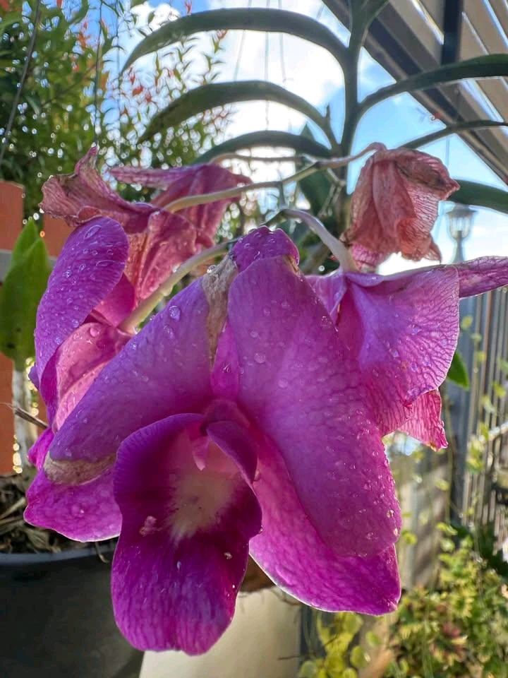 "Where flowers 🌹🌻🌼 bloom so does hope 🌿."