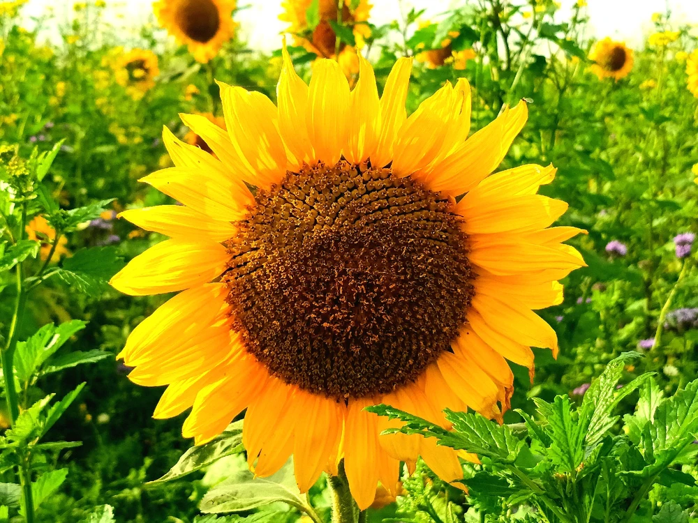 Il reste encore de la lumière