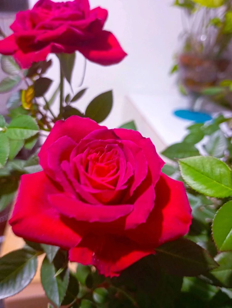 Está semana já é uma semana incrível.
Gratidão por cada detalhe 🍀✨