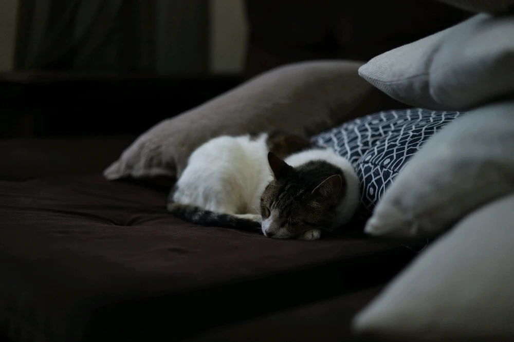 Essa é uma foto horizontal
(O aplicativo expandiu, pra poder "encaixar melhor" na tela. Isso não ficou nada legal.)