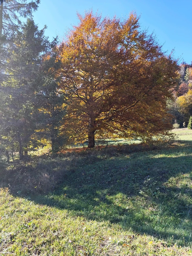 Fotku nahral/-a LunaSmile