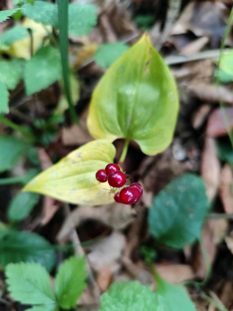 Fotku nahral/-a LunaSmile