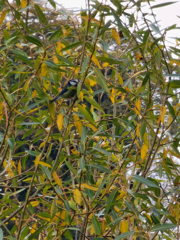 A collection of doves