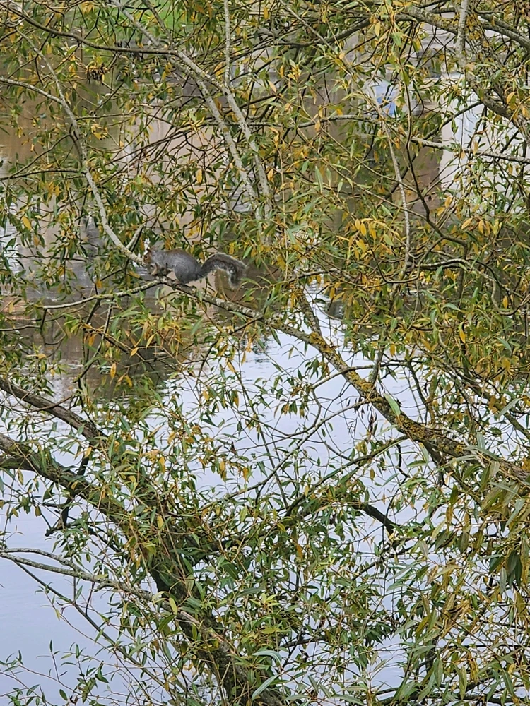 A collection of doves