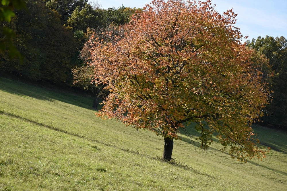 Fotku nahral/-a Lukáš