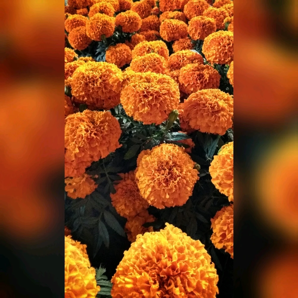 Cempasúchil 🖤💀🌼🏵️🕯️