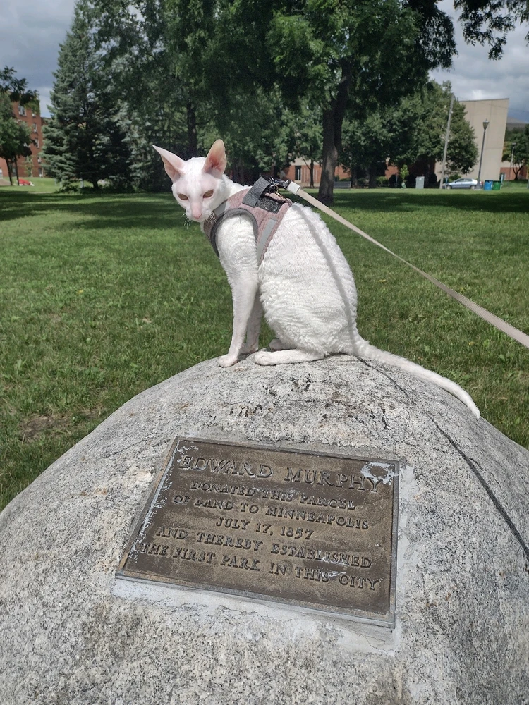 Image uploaded by Lamour