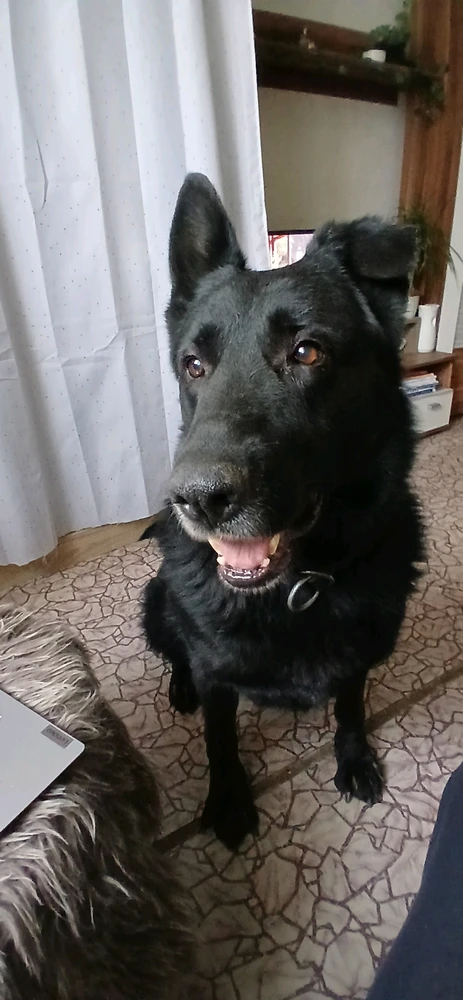 My love ❤️🐕🍀😊