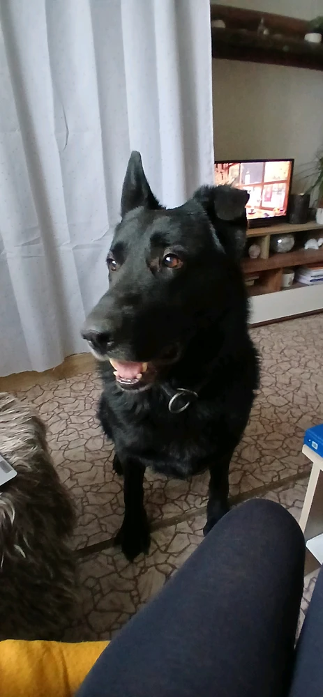 My love ❤️🐕🍀😊