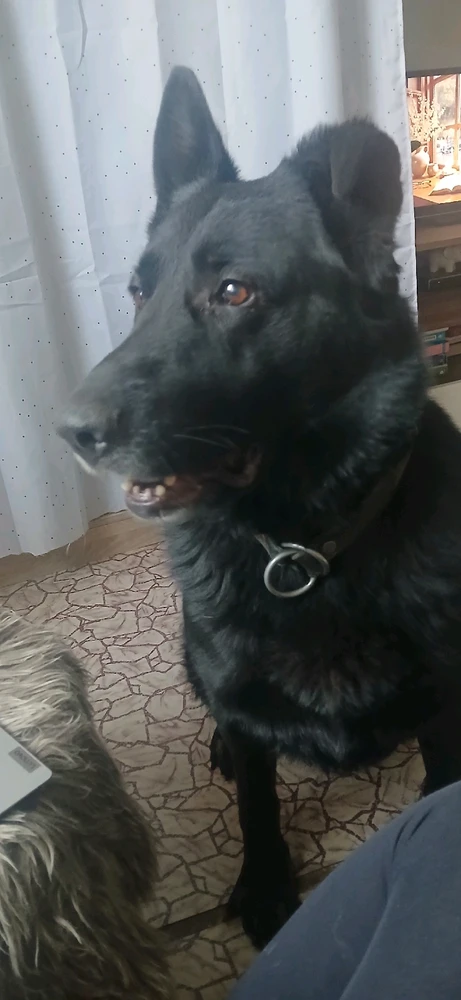 My love ❤️🐕🍀😊