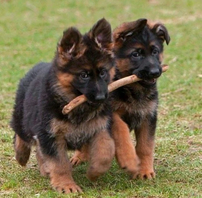 GIF آپلود شده توسط Sajadqalkhanei