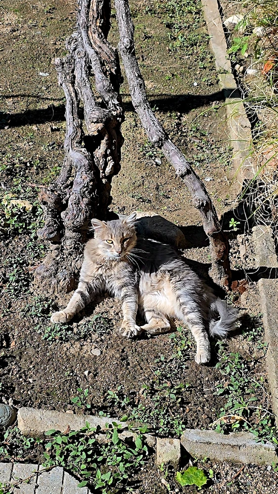 GIF качен от Zdravko