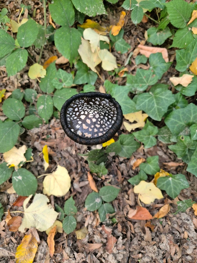 Sliku je postavio/la Andrija