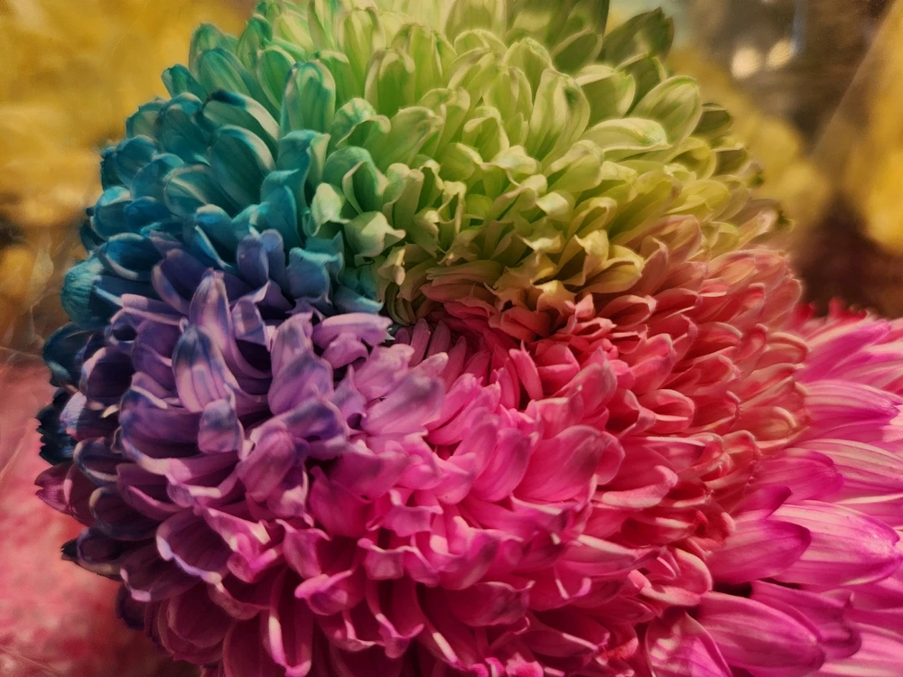 Rainbow Chrysanthemum 🌼🌈

❤️🩷🧡💛💚💙💜😯🤩