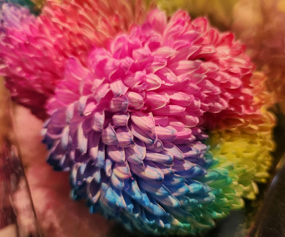 Rainbow Chrysanthemum 🌼🌈

❤️🩷🧡💛💚💙💜😯🤩