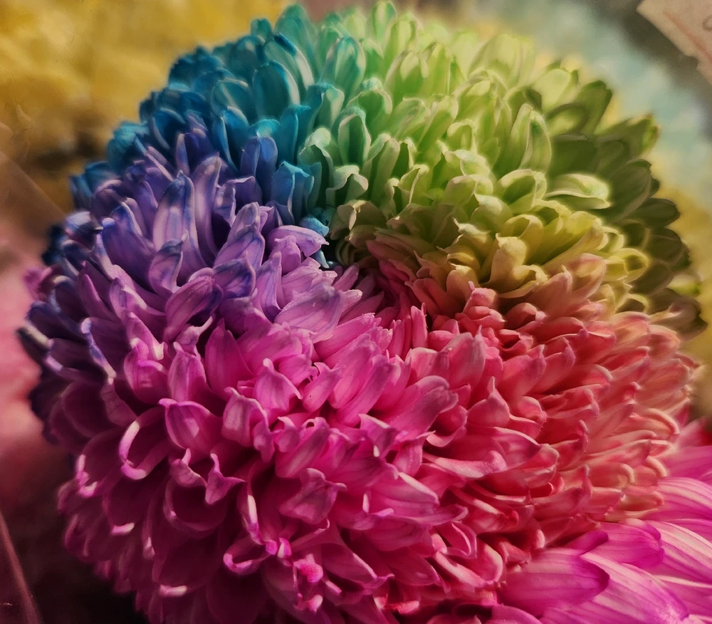 Rainbow Chrysanthemum 🌼🌈

❤️🩷🧡💛💚💙💜😯🤩