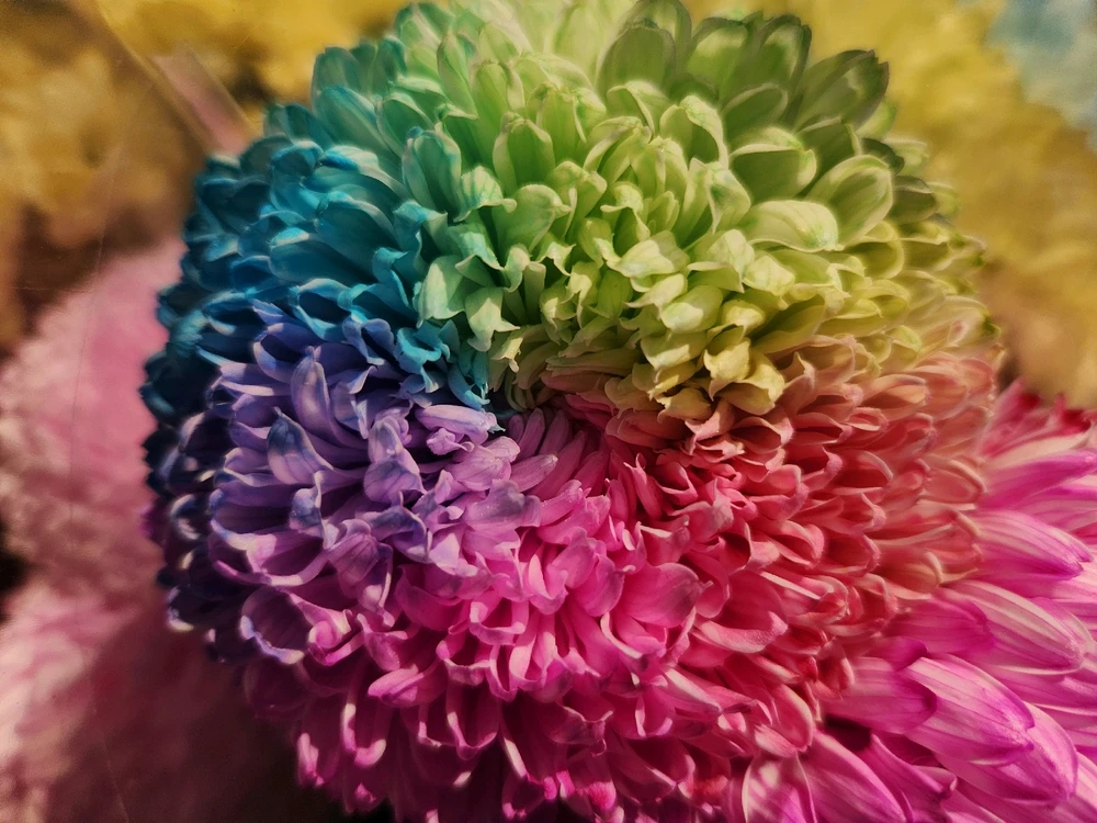 Rainbow Chrysanthemum 🌼🌈

❤️🩷🧡💛💚💙💜😯🤩
