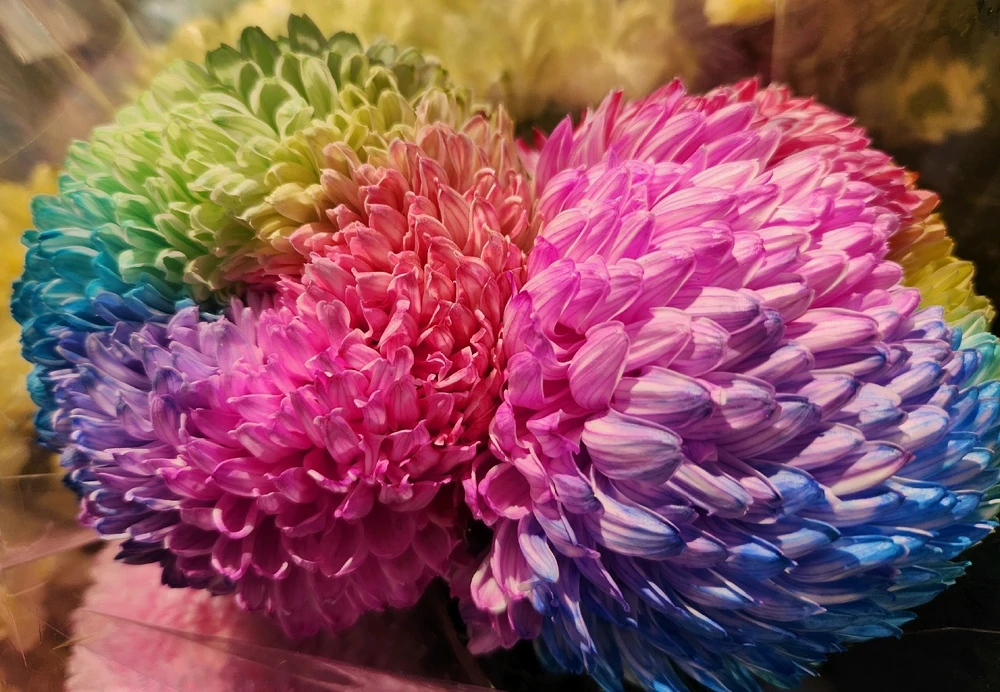 Rainbow Chrysanthemum 🌼🌈

❤️🩷🧡💛💚💙💜😯🤩