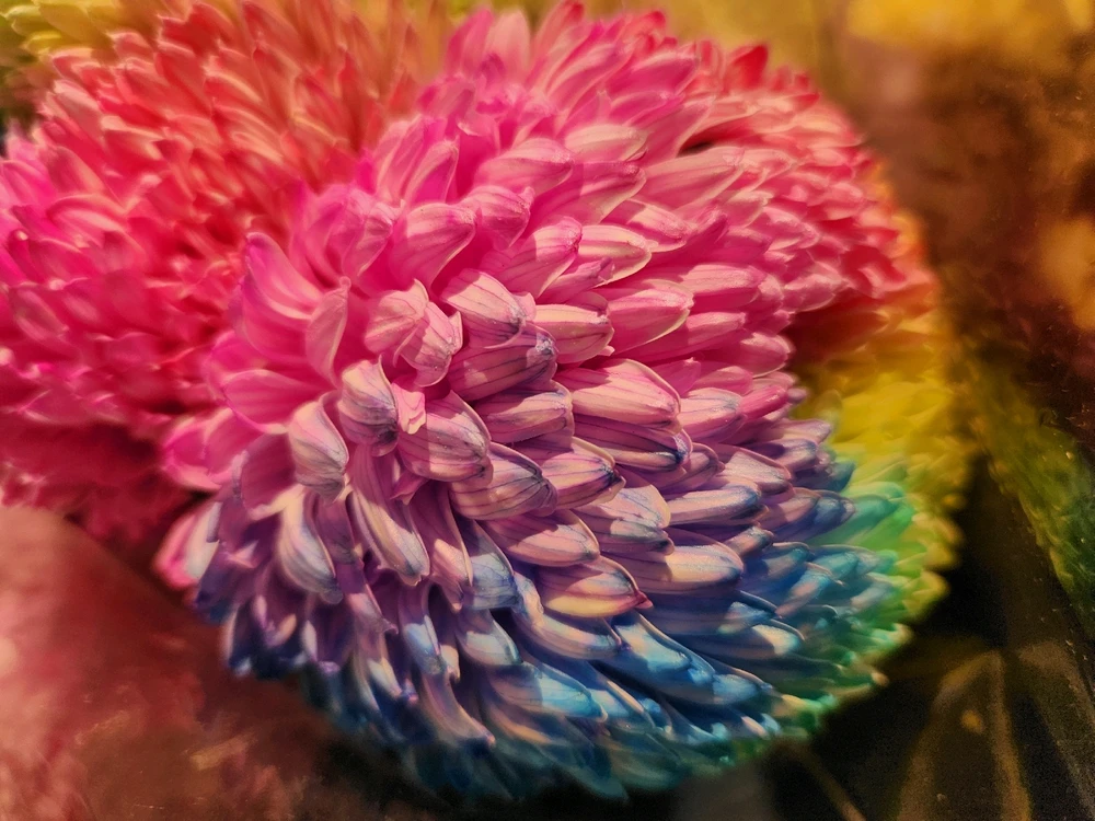 Rainbow Chrysanthemum 🌼🌈

❤️🩷🧡💛💚💙💜😯🤩