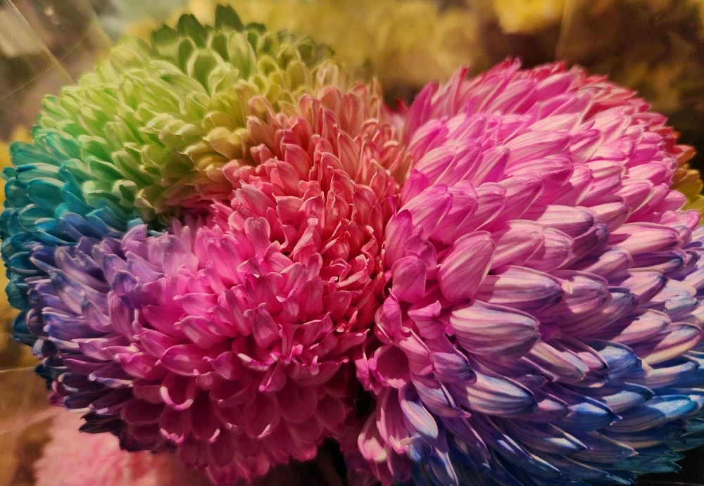 Rainbow Chrysanthemum 🌼🌈

❤️🩷🧡💛💚💙💜😯🤩