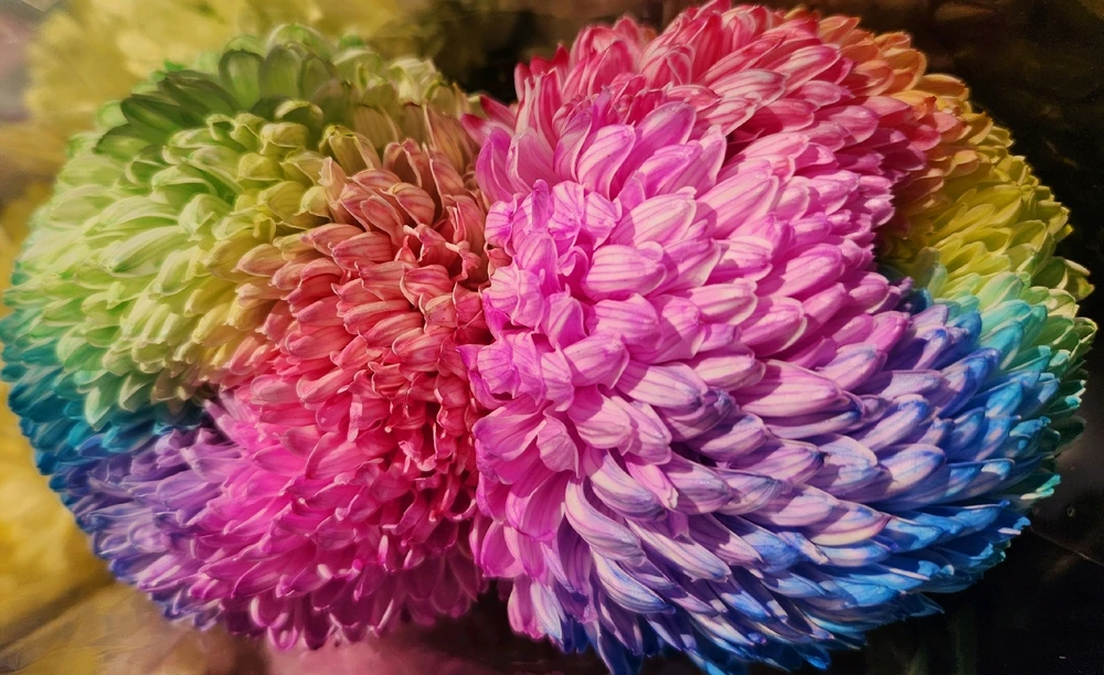 Rainbow Chrysanthemum 🌼🌈

❤️🩷🧡💛💚💙💜😯🤩