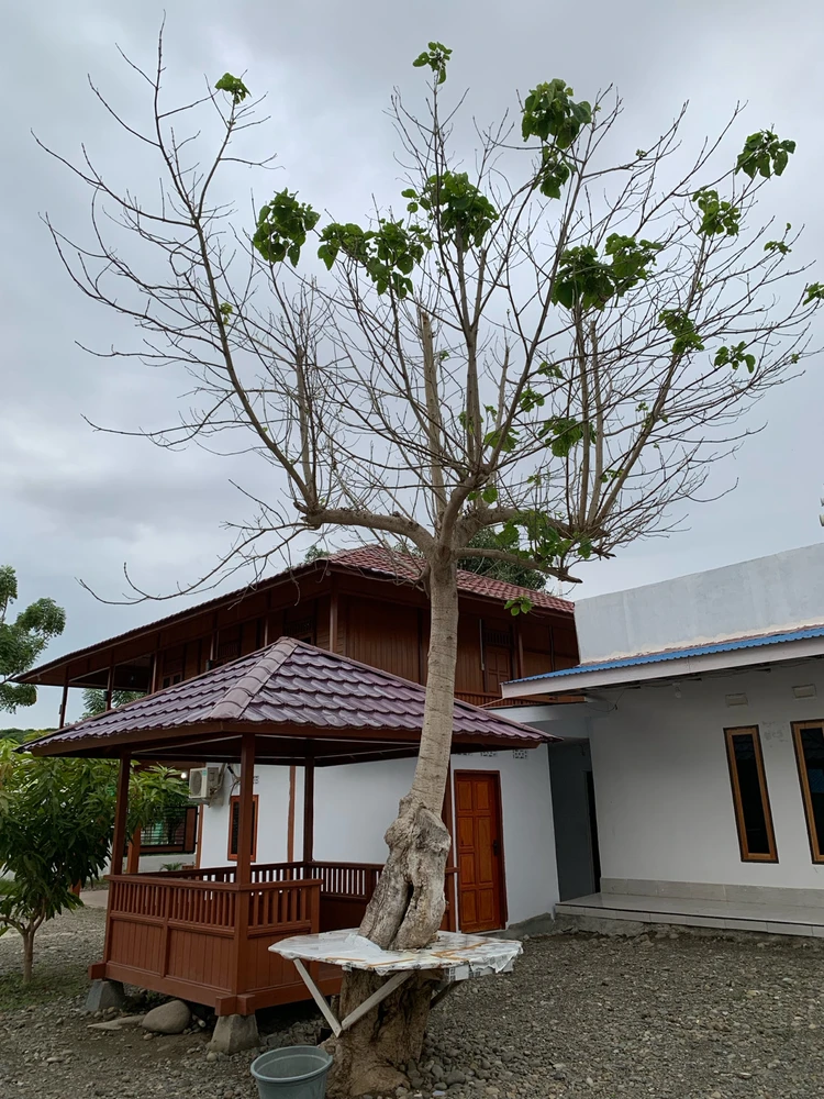 Gambar diunggah oleh Nurfaizah