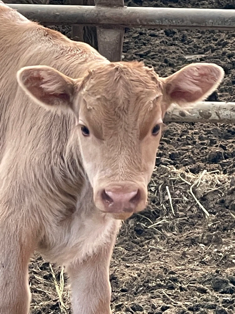 Korean Native Cattle님이 올린 사진