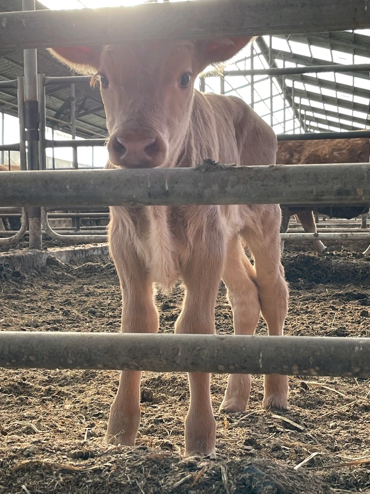 Korean Native Cattle님이 올린 사진