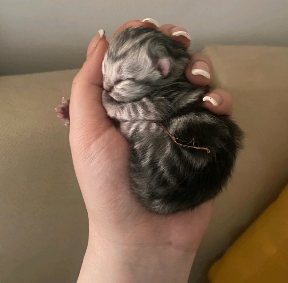 تصویر آپلود شده توسط sadra