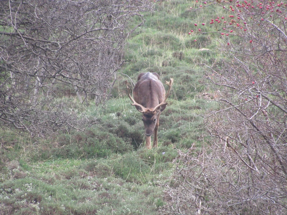 GIF caricata da Shinrin