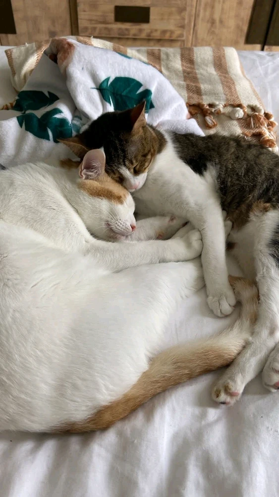 GIF uploaded by Daiz