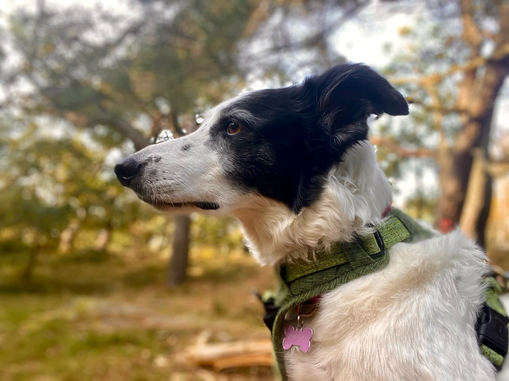 Bild uppladdad av David