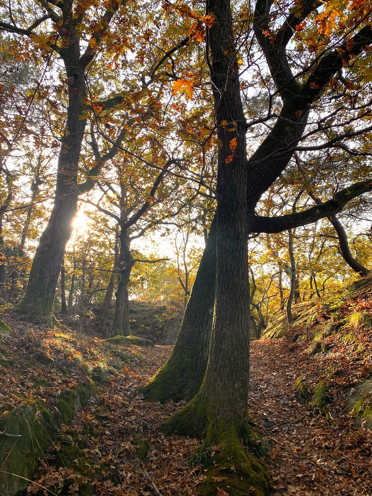 Bild uppladdad av David