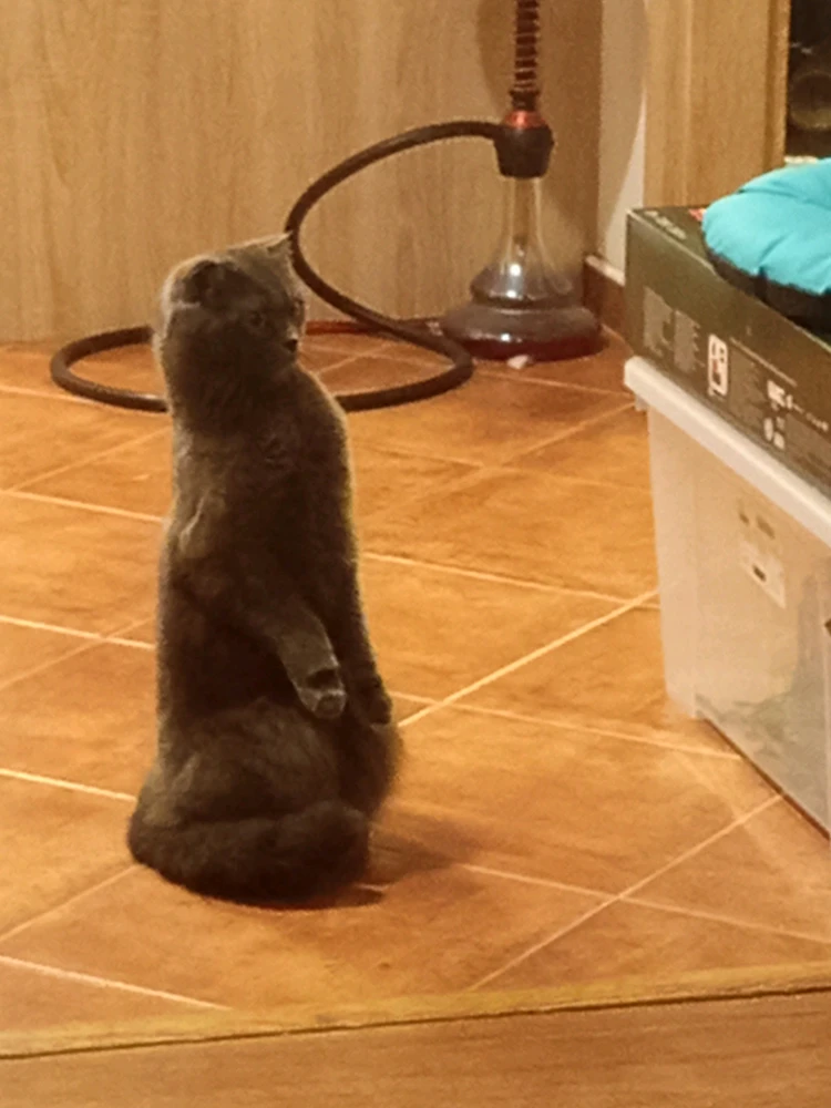 GIF nahrál Vojtěch Vít