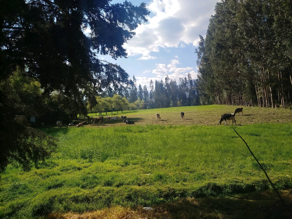 Alex Rodrigo Pérez HuamanがアップロードしたGIF