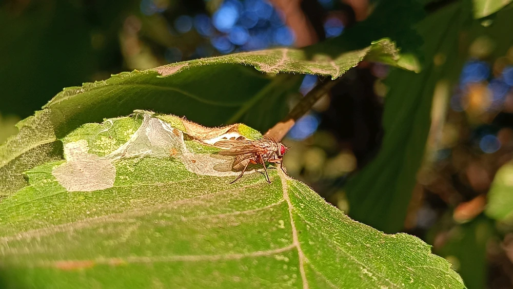Зображення завантажив Олександр