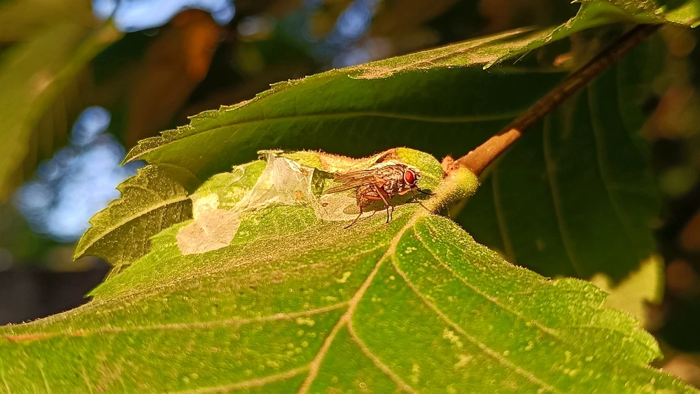 Зображення завантажив Олександр