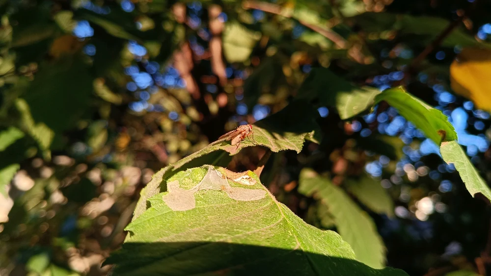 Зображення завантажив Олександр