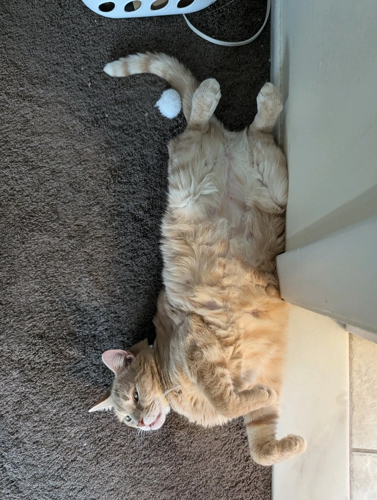 Image uploaded by Peter