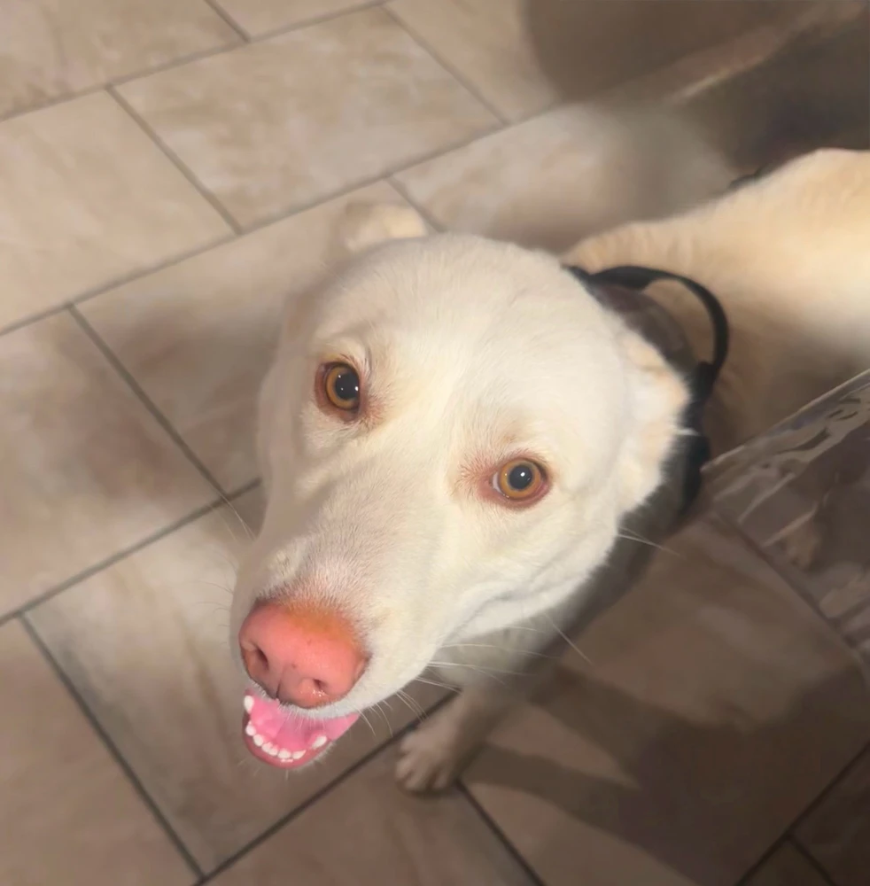 La alegría pura de verte