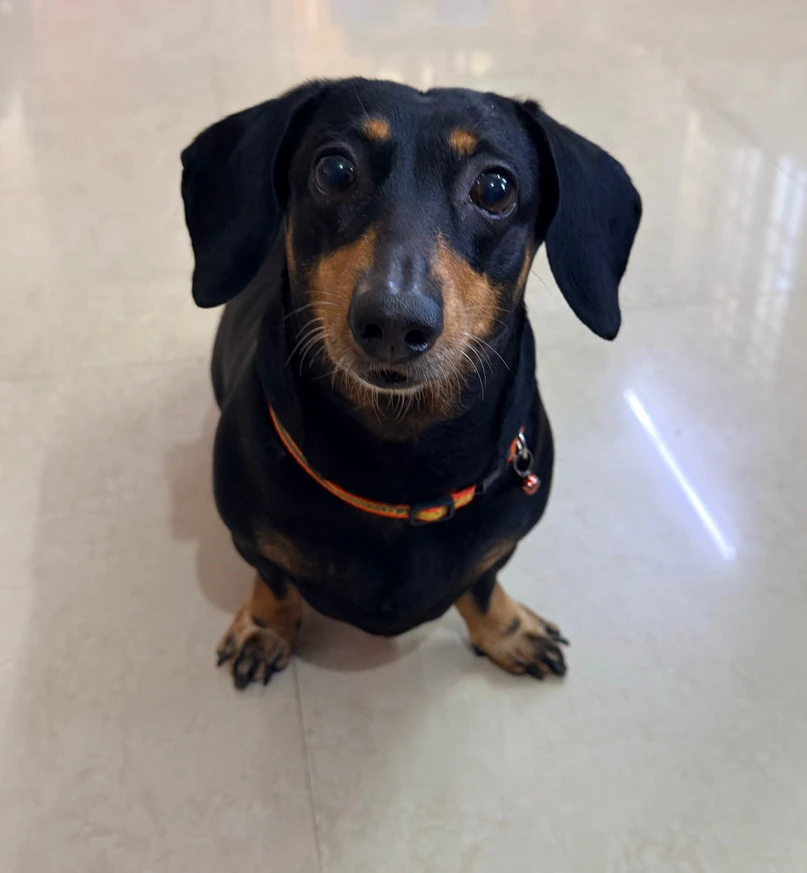 Dannie said Hi ✨👀✨