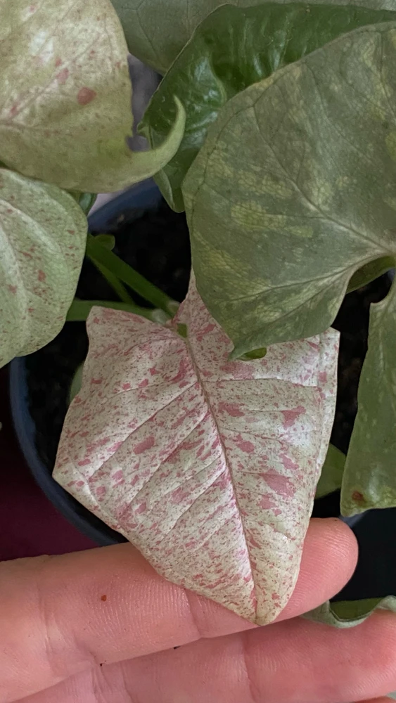 GIF enviado por Anastasiya