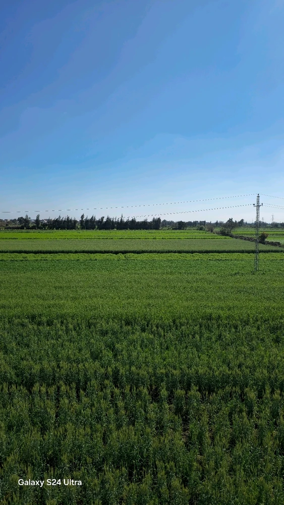 Egyptian countryside.