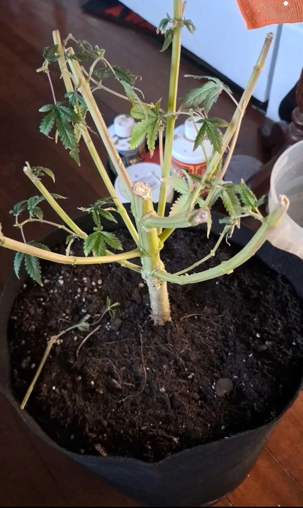 Was given a Mother plant they discontinued in the Company
Strain : Gooey Grapes
NFS
: BEL G CBD LLC /420 GENETICS
Pennsylvania Agriculture Approved cannabis company