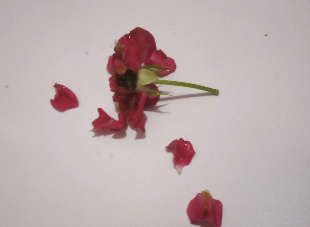 GIF diunggah oleh Ellda