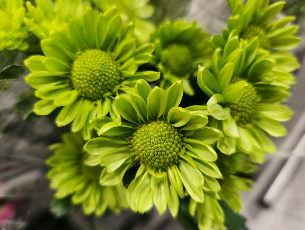 🌼💚🏵☘️🌼💚🏵☘️🌼💚🏵☘️🌼